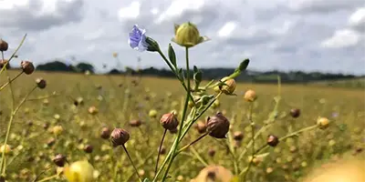 Flaxseed cultivation and organic farming plantation base